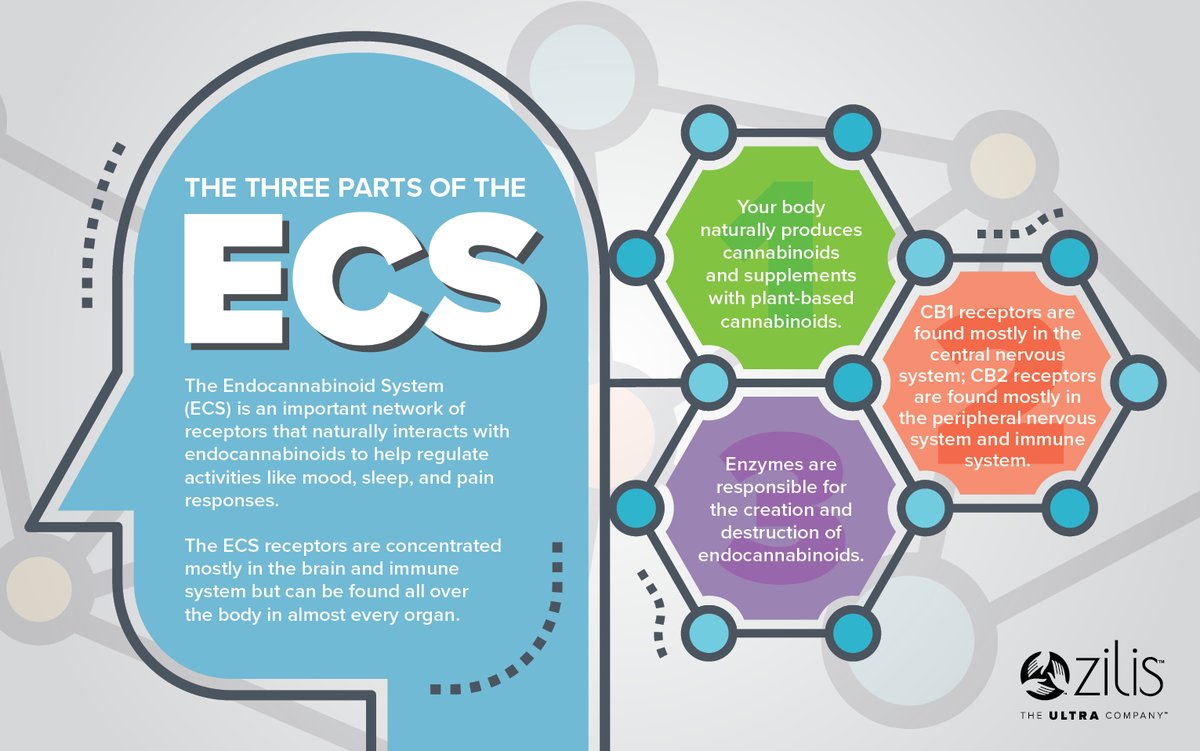 The Endocannabinoid System is an important network of receptors that naturally interacts with endocannabinoids to help regulate activities like mood, sleep, and pain responses. #zilis #hemp #ecs #cbd #cbg #health #wellness rgultrahealth.com