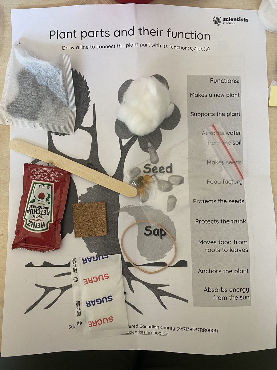 Thank you <a href="/Sci_in_School/">Scientists in School</a> for the great workshop on soils and plants! The students had a great time exploring!