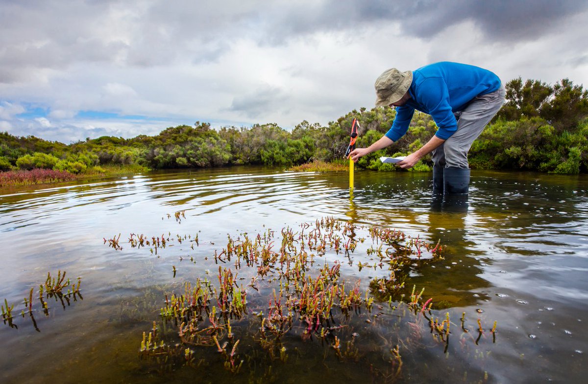 Virginia could lose 42 percent of its tidal wetlands by 2100 due to sea level rise, study finds trib.al/4TUcSUm