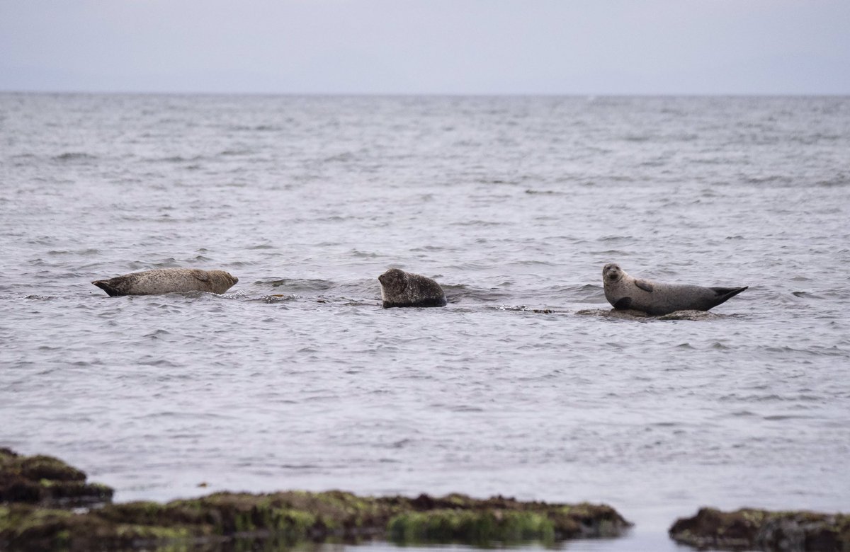 AmosPhotography's tweet photo. Lots of seals around at Portgordon this evening, including a mixture of both common and grey seals! @BBCSpringwatch @MoraySpeyside @ScotWildlife @VisitScotland #wildlifephotography #seal #commonseal #greyseal #portgordon #moray #scotland https://t.co/EDSRHmfxrS