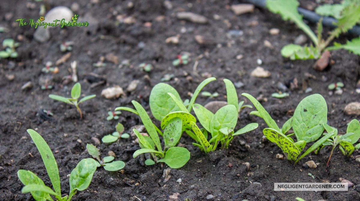 I've planted a few things in between rain showers. This spinach was sown three weeks ago and it's doing better than any spinach from years past. Guess it likes to be sown a little later in the Spring. 

#gardening #GardeningTwitter