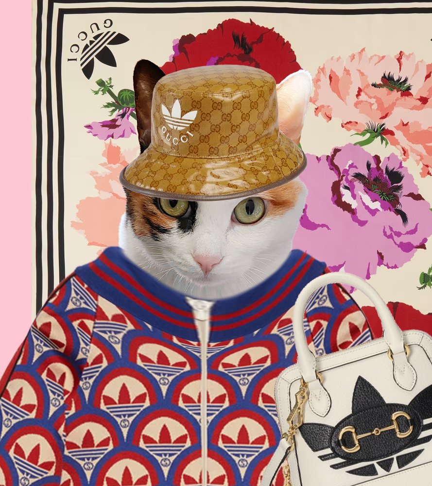 toocoolXcat's tweet photo. #adidasxGuccixToocoolDolander New collection, new cool @adidasoriginals @gucci 

#adidasxGucci #NFT #NFTs #nftart #NFTCommmunity #NFTProject #fashion #fashionstyle https://t.co/wPyKYTIs9A