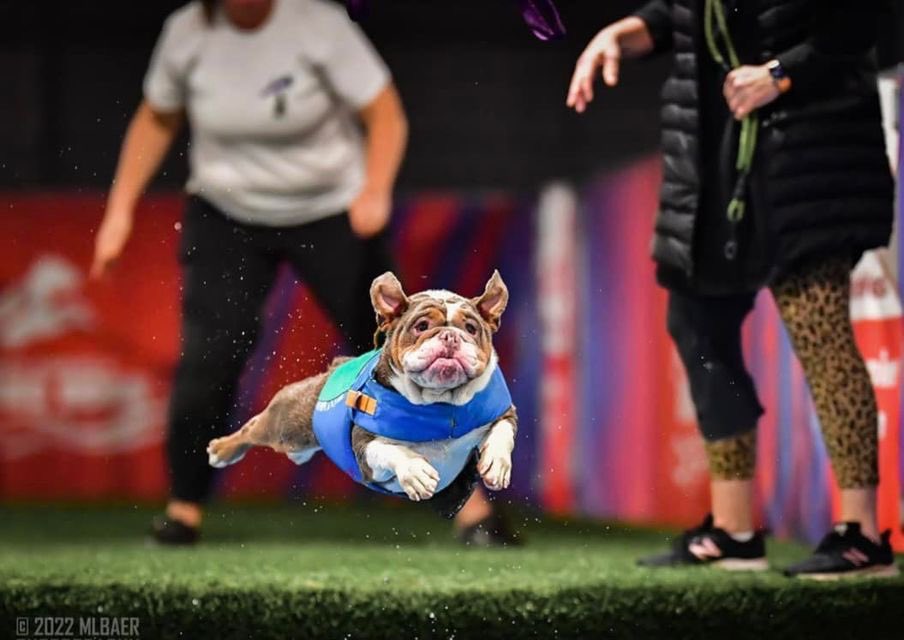 WeRateDogs tweet media