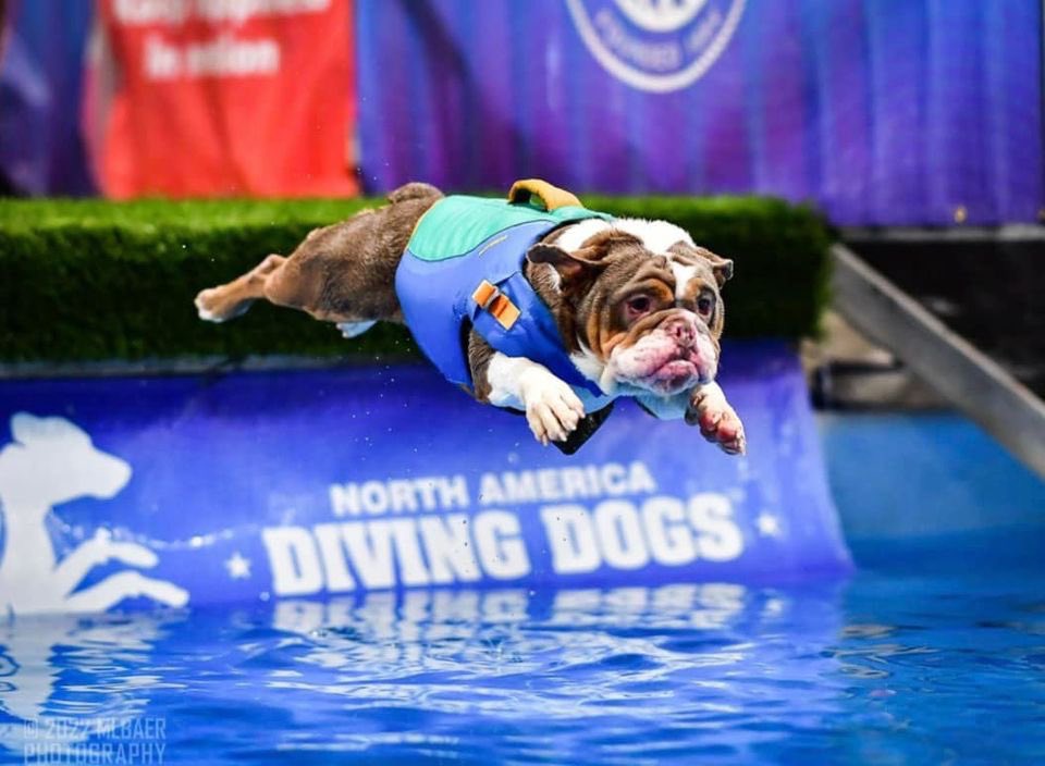 WeRateDogs® on Twitter "This is Chewy. He competed in his first dock