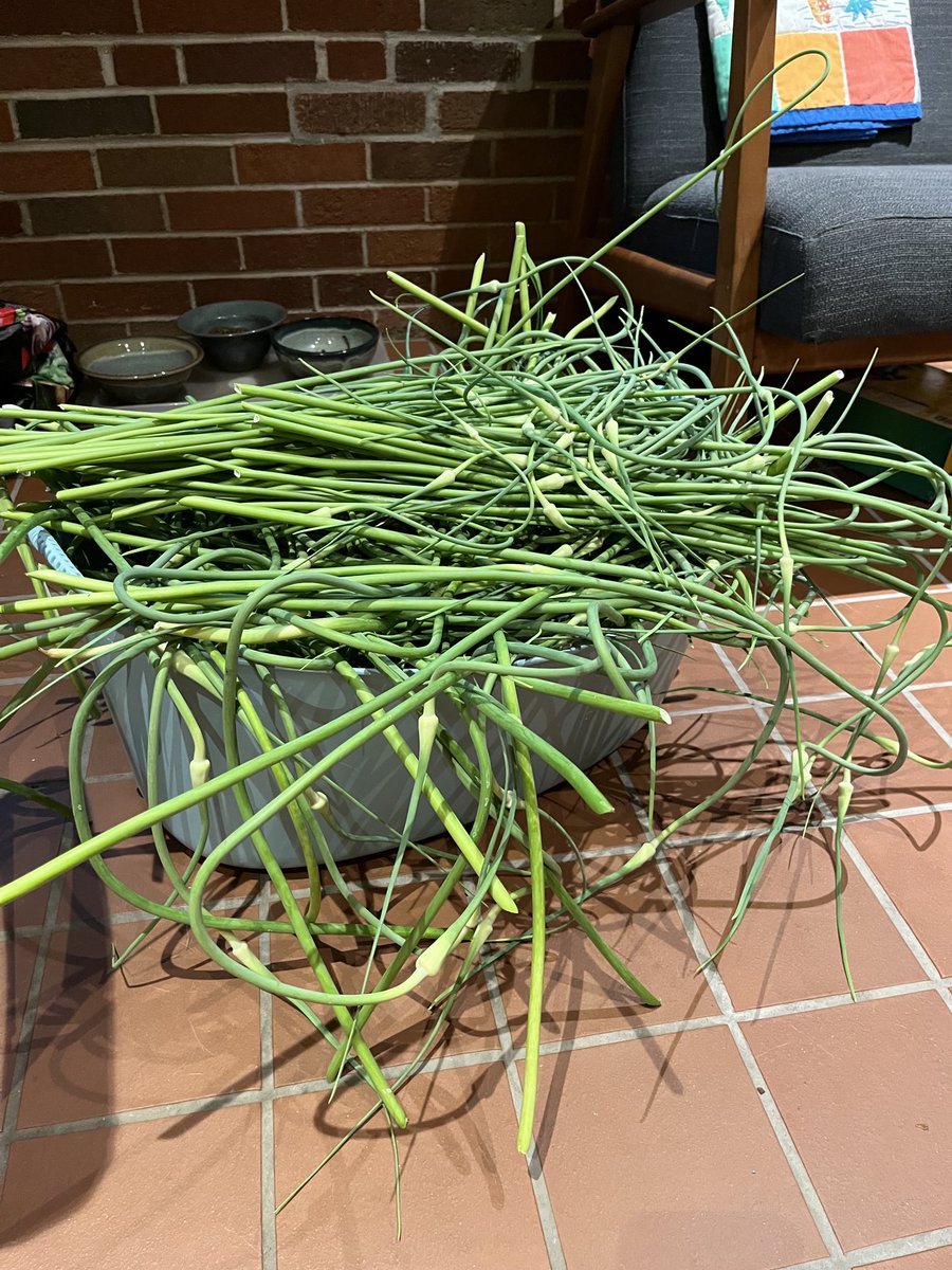 Too many garlic scapes? Nah….