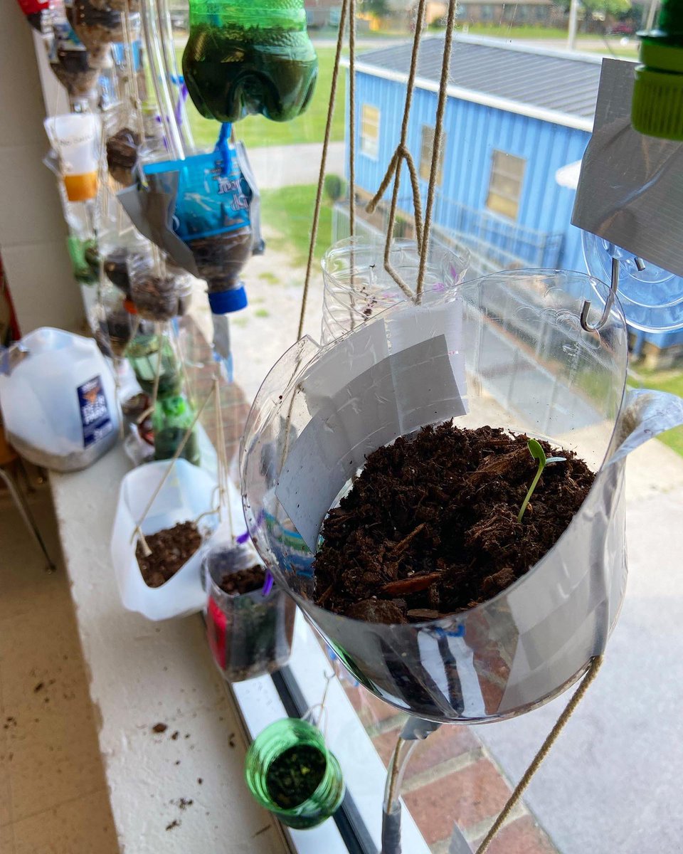 mckenziescience's tweet photo. We planted these window gardens on Thursday, and over the weekend they sprouted!! 😱🌱😍 

@ExtLearningMNPS @BMSOwls https://t.co/ICrC7ySQ0f