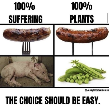 veganfuture's tweet image. 