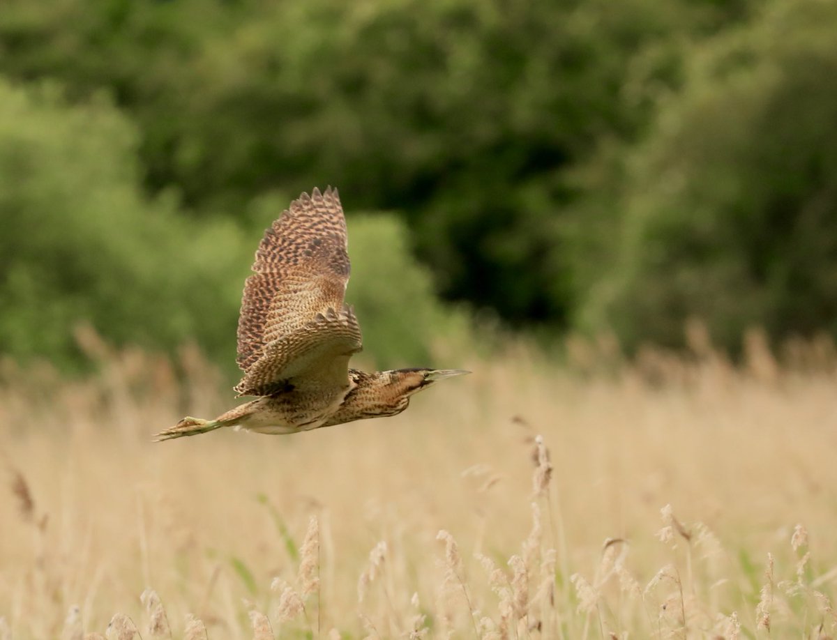 ⁦Ness Farm today…<a href="/Pernisaviporus/">Simon Wellock</a>⁩ ⁦<a href="/IngsFar/">FarIngs</a>⁩ ⁦<a href="/LincsWildlife/">Lincs Wildlife Trust</a>⁩ ⁦<a href="/BBCSpringwatch/">BBC Springwatch</a>⁩