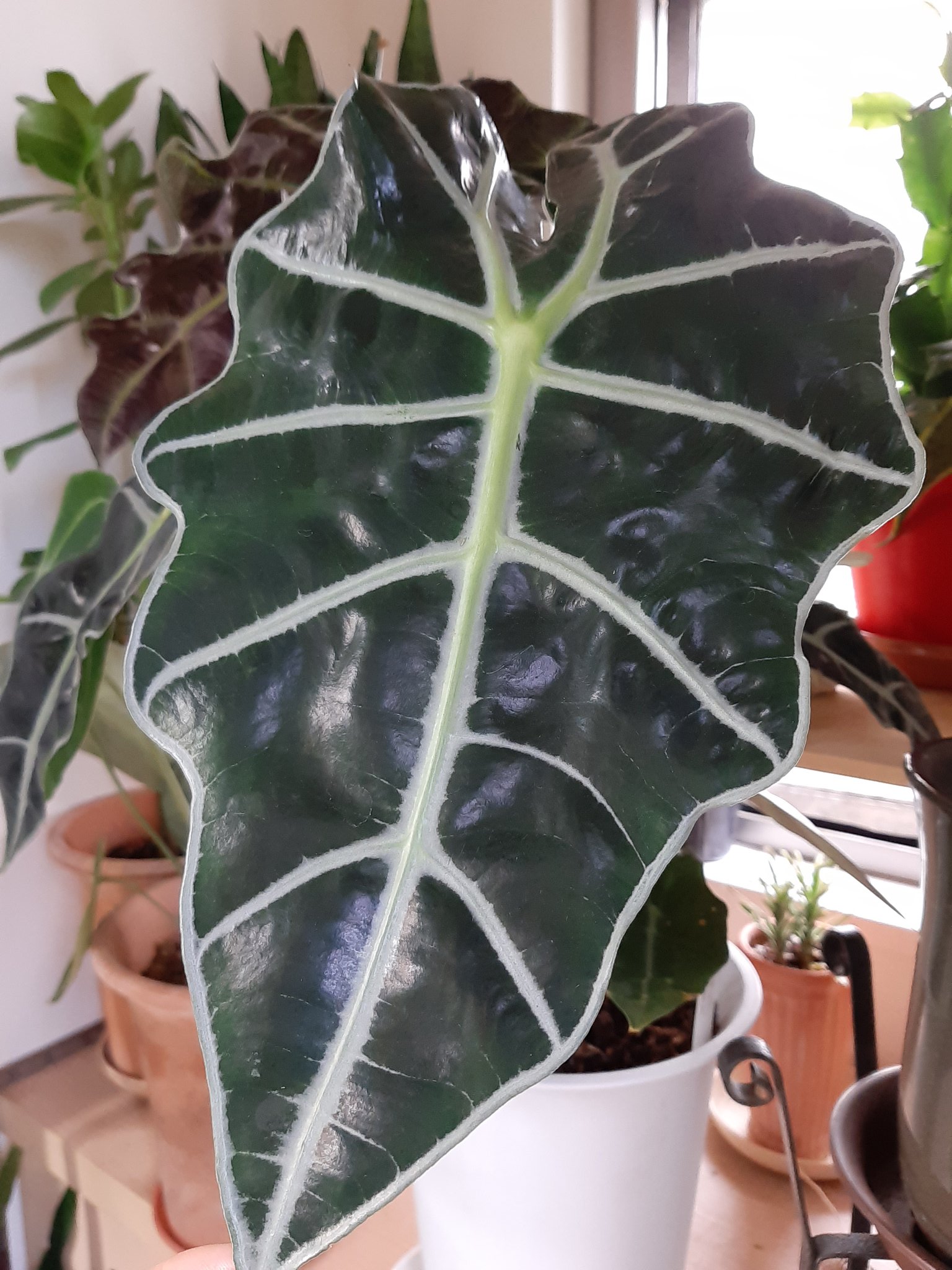 アロカシアポリー Twitter Search Twitter