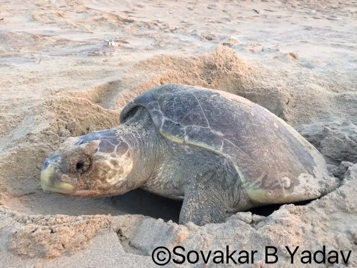 SovakarBYadav's tweet photo. Nesting Olive Ridley @ my Beach.....!!!!
Join Hands to Save for the Generation ahead in the coming season.
#DeviCoast
#OliveRidleys
#SeaTurtles
@SaveHatchlings
@SeaTurtleTalks
@SEEturtles https://t.co/6mdZ7ZBZAM