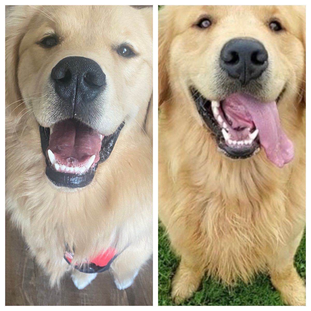 PhotoGirl479's tweet photo. Even in the dog world the mom does all the hard work and the kids end up looking just like their dad smh lol. #Leo8Months #Banner3Years https://t.co/Xgf8zguaBt