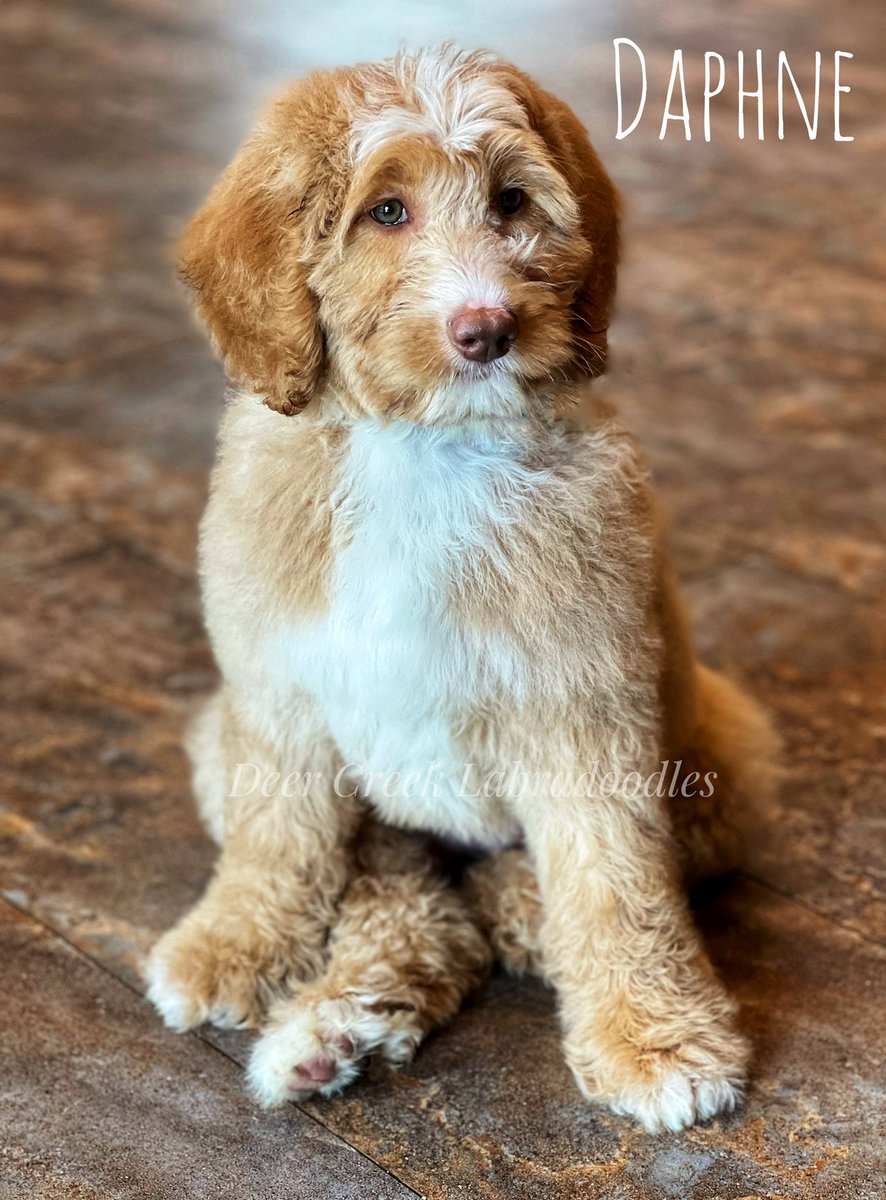 Deer Creek Labradoodles tweet media