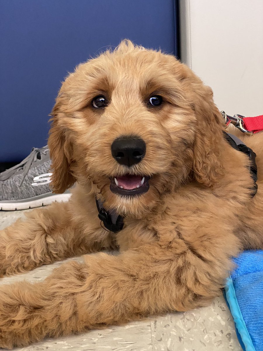 CIHS_WELLNESS's tweet photo. @cihs_raiders has some HUGE news !!! … 🥁 🥁 … It’s OFFICIAL our Wellness Center has a new addition to our team, meet Maslow! ❤️ 🐾 https://t.co/0gkhkLv89D