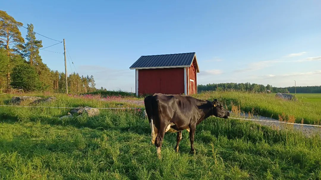 EllaAnu's tweet photo. Nurmen kasvu on nyt hurjaa, pari senttiä päivässä. Osasta laidunalaa tehtiinkin jo säilörehusato. Lehmillä on paljon hommaa, kun hekin osallistuvat rehunkorjuuseen. #laidunnus @ValioFi @ProAgria https://t.co/l4a8CHZhRH