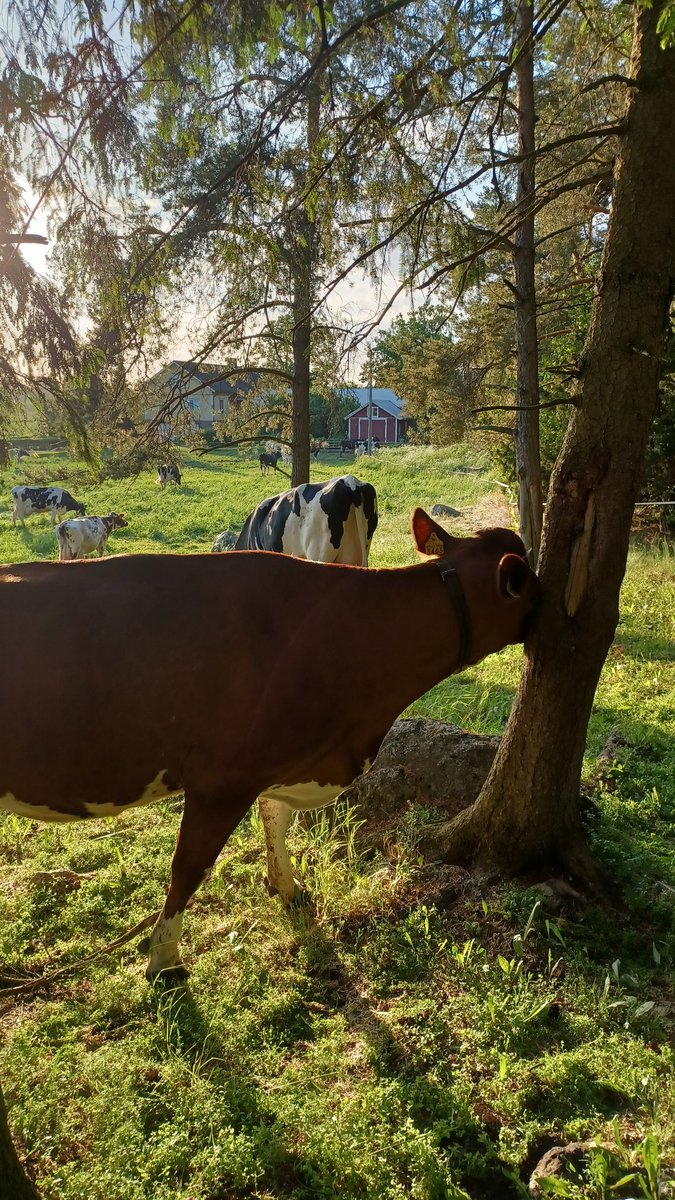 EllaAnu's tweet photo. Nurmen kasvu on nyt hurjaa, pari senttiä päivässä. Osasta laidunalaa tehtiinkin jo säilörehusato. Lehmillä on paljon hommaa, kun hekin osallistuvat rehunkorjuuseen. #laidunnus @ValioFi @ProAgria https://t.co/l4a8CHZhRH