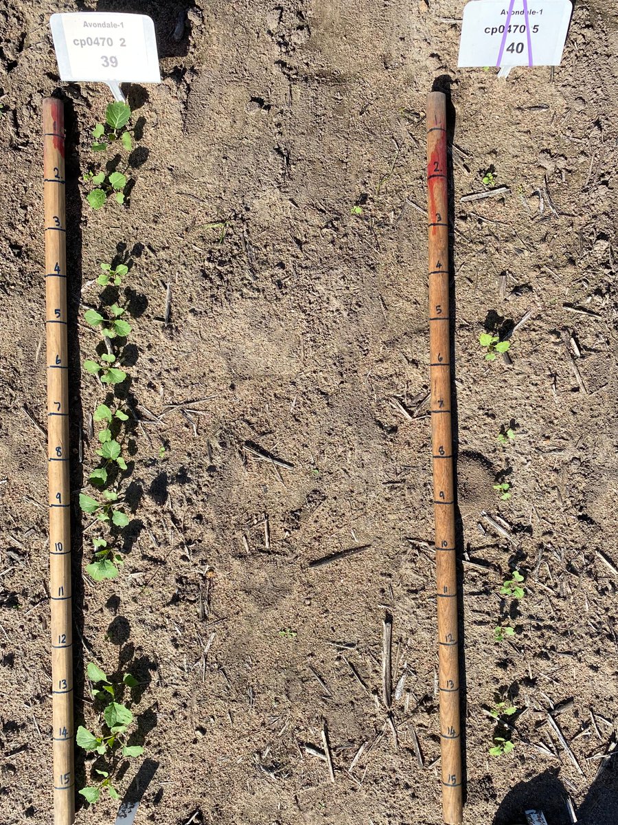 Matthew67636066's tweet photo. Searching for better genetics for deep sowing canola. CSIRO/GRDC experiments near York WA comparing canola emergence from 2cm &amp; 5cm depths. On left, a current canola hybrid variety; on right, a European OP variety with much better emergence from 5cm. @csiro @theGRDC  #futurecrops https://t.co/fbgSSgOOfU