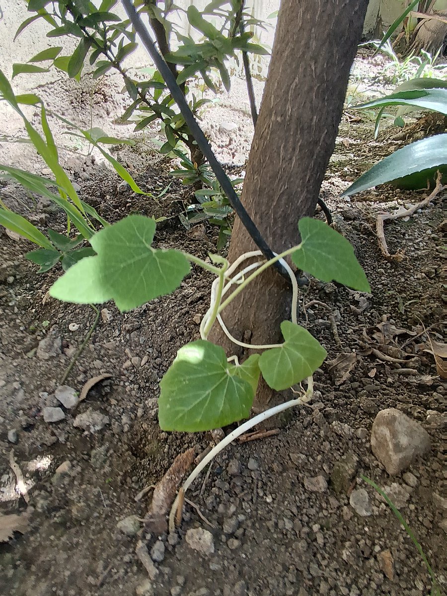 perbelise31's tweet photo. 8vo registro de observación 10 junio 2022. En estas fotografías se muestra la evidencia de el crecimiento de nuestra milpa, el crecimiento de las plantas oscila entre 1 y 1.20 m de largo, satisfechos con el resultado. https://t.co/QDTqSwxEsJ
