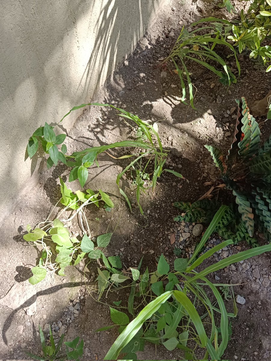 perbelise31's tweet photo. 8vo registro de observación 10 junio 2022. En estas fotografías se muestra la evidencia de el crecimiento de nuestra milpa, el crecimiento de las plantas oscila entre 1 y 1.20 m de largo, satisfechos con el resultado. https://t.co/QDTqSwxEsJ