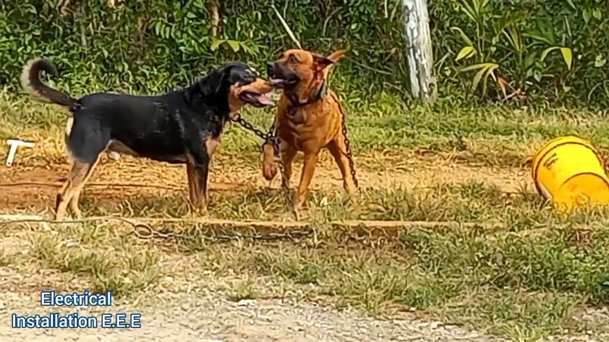 installation_e's tweet photo. https://t.co/Efx1CdY5i9
#doggy #NBAFinals #NationsLeague #electricalinstallationeee https://t.co/x9Luw8GptX