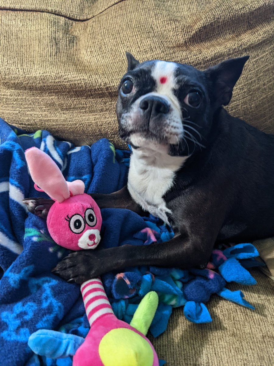 BethMuthu's tweet photo. This little girl is battling cancer, send her some love and positive vibes 💓
#giadasworld #giadamuthu #giada #cancerawareness #doggy #doggos #ilovemydog #bostonterrior #Boston #cancerfighter #Warriors https://t.co/UDh8NhIAXg