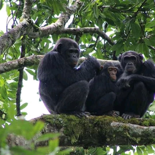 AardowolfA's tweet photo. Rwanda is an iconic country off Tanzania that offers a unique opportunity to meet some of the endangered primate species like Mountain Gorillas.

#Rwandasafari #Rwanda #Tanzania #Aardwolfafricasafari #Visitrwanda #Mountiangorillas #Trekking #Mountaingorillarwanda #Tracking https://t.co/Zxh9NSYxv4