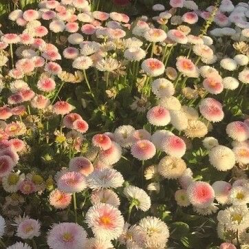 𝒷ℯ ℯ𝒾 ℯ𝓁𝓁ℯ ℯ𝓁𝓁ℯ ❀ tweet media