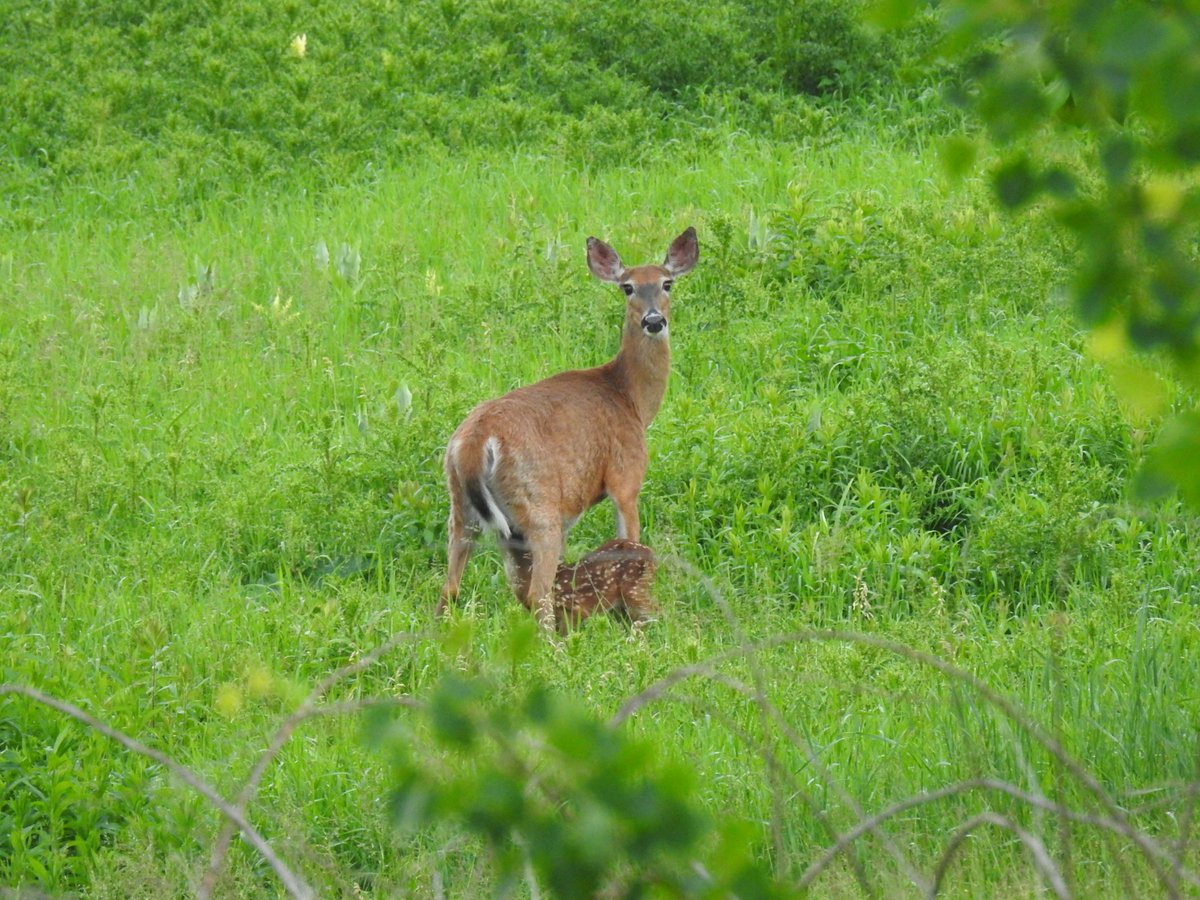 dkergo's tweet photo. Watched a momma deer nurse her very gangly fawn just now - freaking awesome! #maine #wildlifephotography https://t.co/itjZ88Dcxp