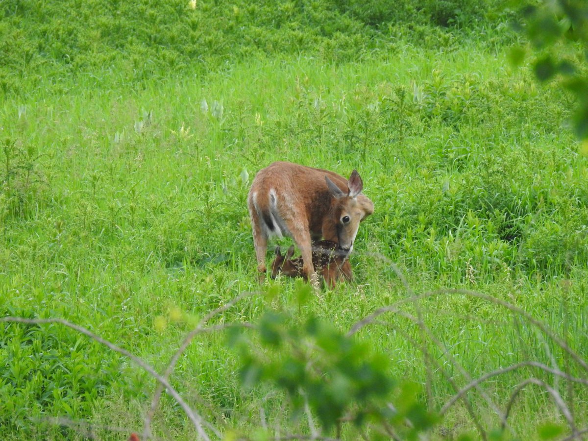 dkergo's tweet photo. Watched a momma deer nurse her very gangly fawn just now - freaking awesome! #maine #wildlifephotography https://t.co/itjZ88Dcxp