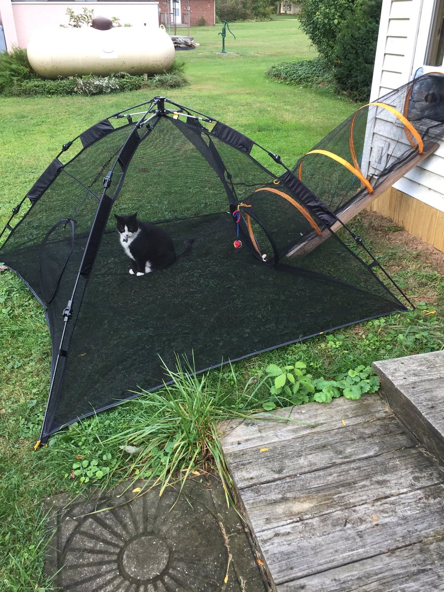 StefShepard's tweet photo. @HonkIfUrHoary He loves hanging out in his catio tent. He is also harness trained. https://t.co/ChVyBKYzNq