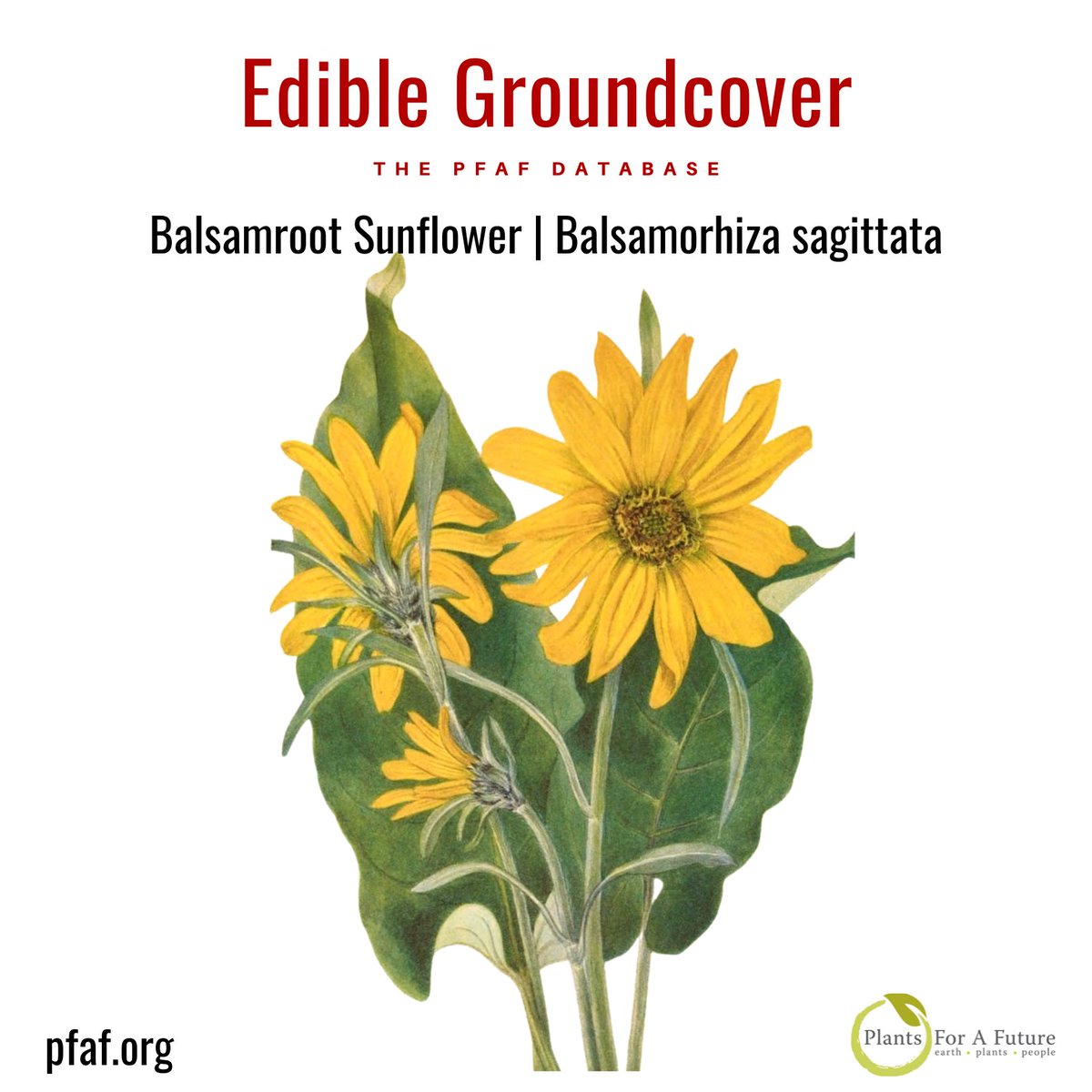 Balsamroot Sunflower | Balsamorhiza sagittata. Balsamroot sunflower is a small attractive perennial growing to 0.3m (1ft), making an excellent edible groundcover. pfaf.org/plants/balsamr…