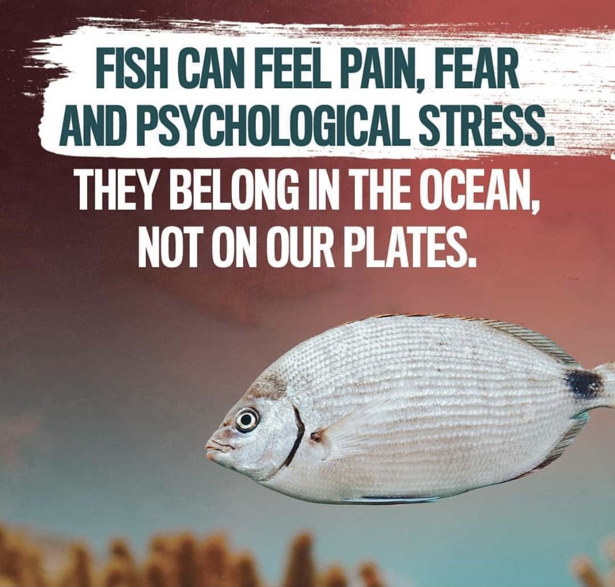 veganfuture's tweet image. Fish can feel pain, fear and psychological stress.
They belong in the ocean, not on our plates