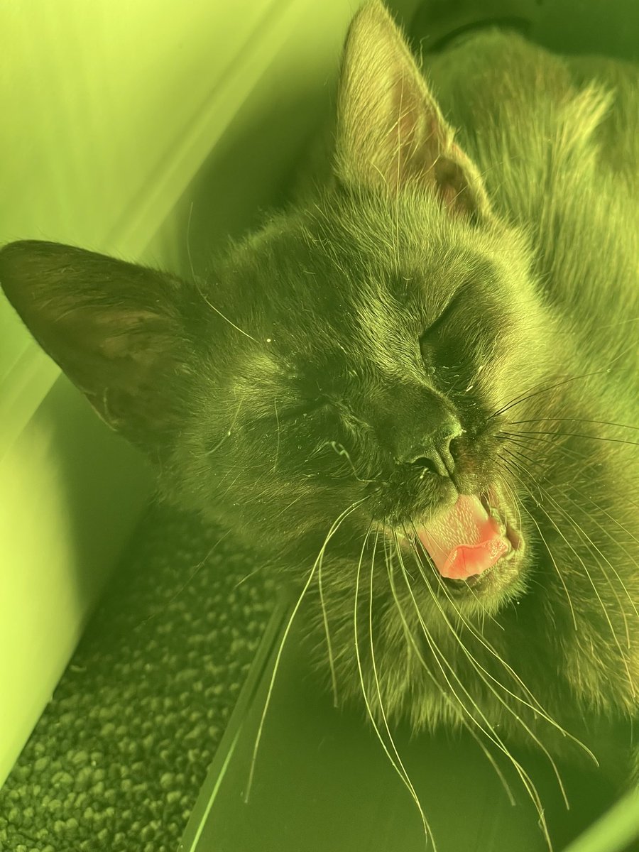 futurevirgo's tweet photo. this is Blaidd, and he’s my son https://t.co/sv5rlsuryk