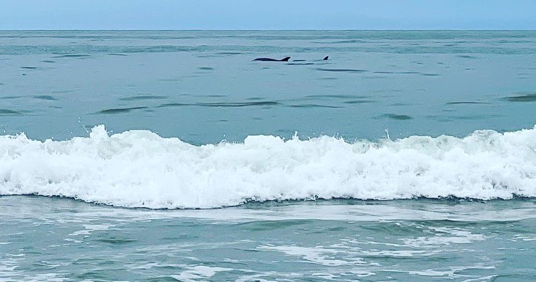 CoronaMrs's tweet photo. Today was a GREAT day!!! DATA’s 8th Grade Beach Day!!! Loved seeing all the smiles and hearing all of their laughs… and we saw some dolphins. Not bad for a “work day” either 🤗🥰 NAVIGATORS Pride 🌎💙 @DeAnza_Academy https://t.co/cibTtxjc3X