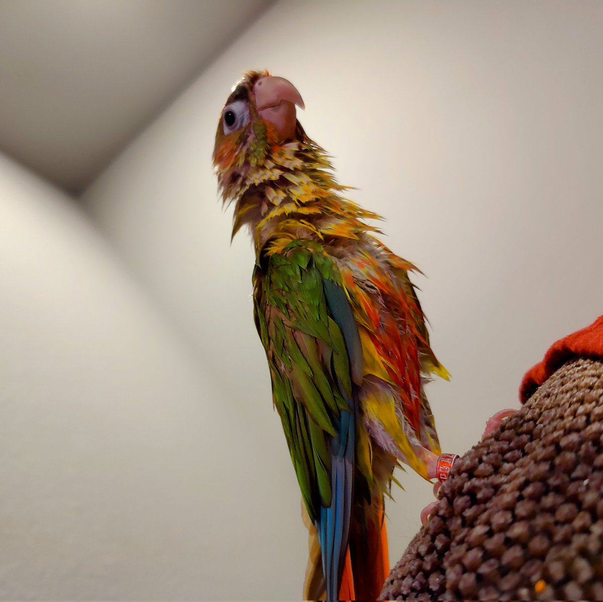 TerribleMeeps's tweet photo. Sundays are for being soggy! Oh wait, it's Monday. 

#soggyMeeps #conuresoftwitter https://t.co/RfGoknFJIU