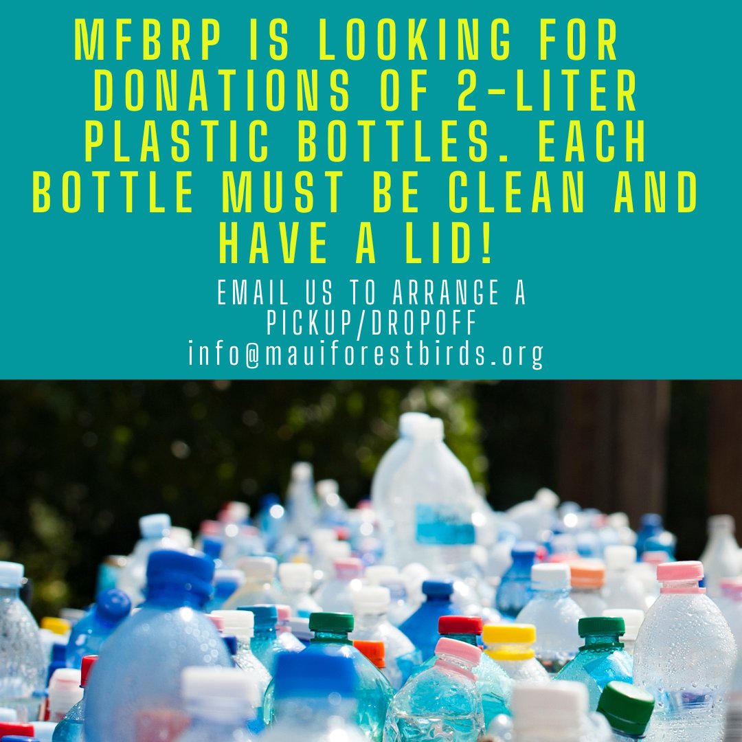 We are looking for donations of clean 2-liter plastic bottles with lids. These can be old soda bottles, water bottles, etc. All bottles need to be clean and have a lid that closes. Drop-offs can be scheduled in either Pukalani or Olinda by emailing us at info@mauiforestbirds.org