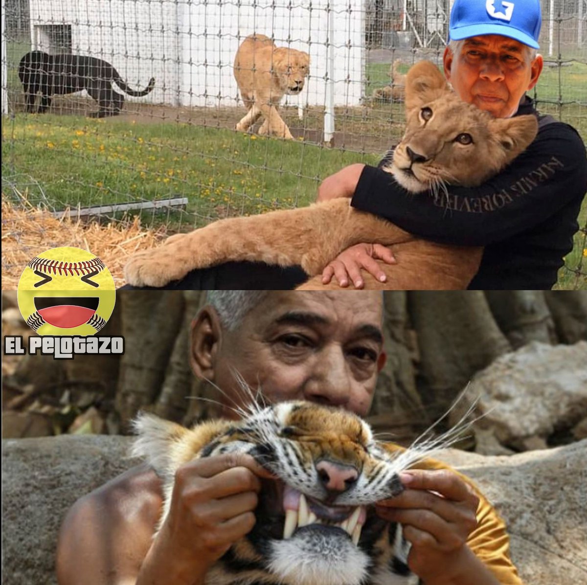 Carlos Martí y su manía de retozar con grandes felinos 😂