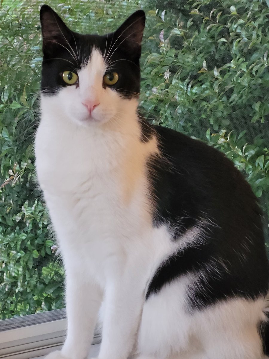 derpybruce's tweet photo. Look how regal I am!!!!
I'm humble too.
I can't believe I haz almost 800 frenz already.  Can you retweet and follow me? Maybe I can haz a thousand!!! No drama, just cute cats... 
#CatsOfTwitter 
#CatsOnTwitter 
#CatsLover https://t.co/cekJN5wv2z
