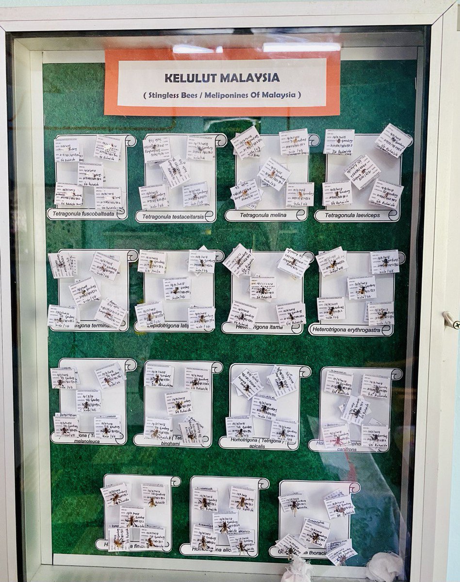 ppkbota_lambor's tweet photo. 🌸 BAHAGIAN HAL EHWAL KORPORAT 🌸

🐝🍯KURSUS ASAS TERNAKAN LEBAH KELULUT🐝🍯

Anjuran : PPK Bota/Lambor

Semoga semua peserta yang telah terlibat dalam kursus ini dapat memanfaatkan ilmu yang dipelajari dan meningkatkan pengetahuan dalam industri ternakan kelulut. https://t.co/q5gL6ulRxI
