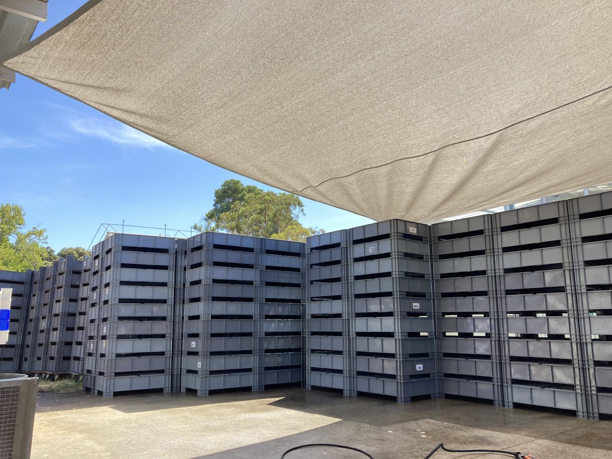 Arvela_BSF's tweet image. Stacks on stacks of freshly cleaned grow boxes! 💎

#modularfarms #blacksoldierfly #regenerativesystem #circulareconomy #wastesolutions #regenerativeagriculture