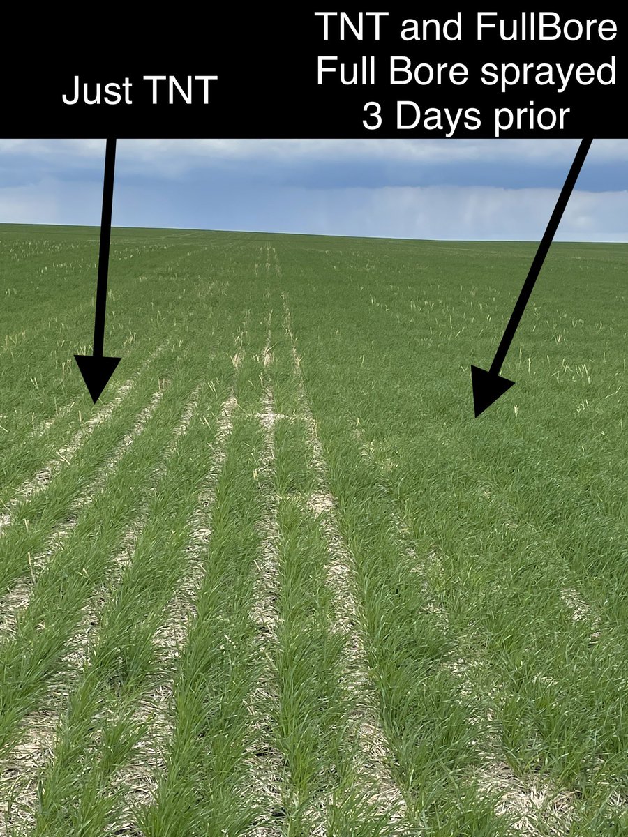 Trinitybiochem's tweet image. #TrinityBiochem products working fabulous again in Three Hills. #TNT #FULLBORE #NUTRICLAW