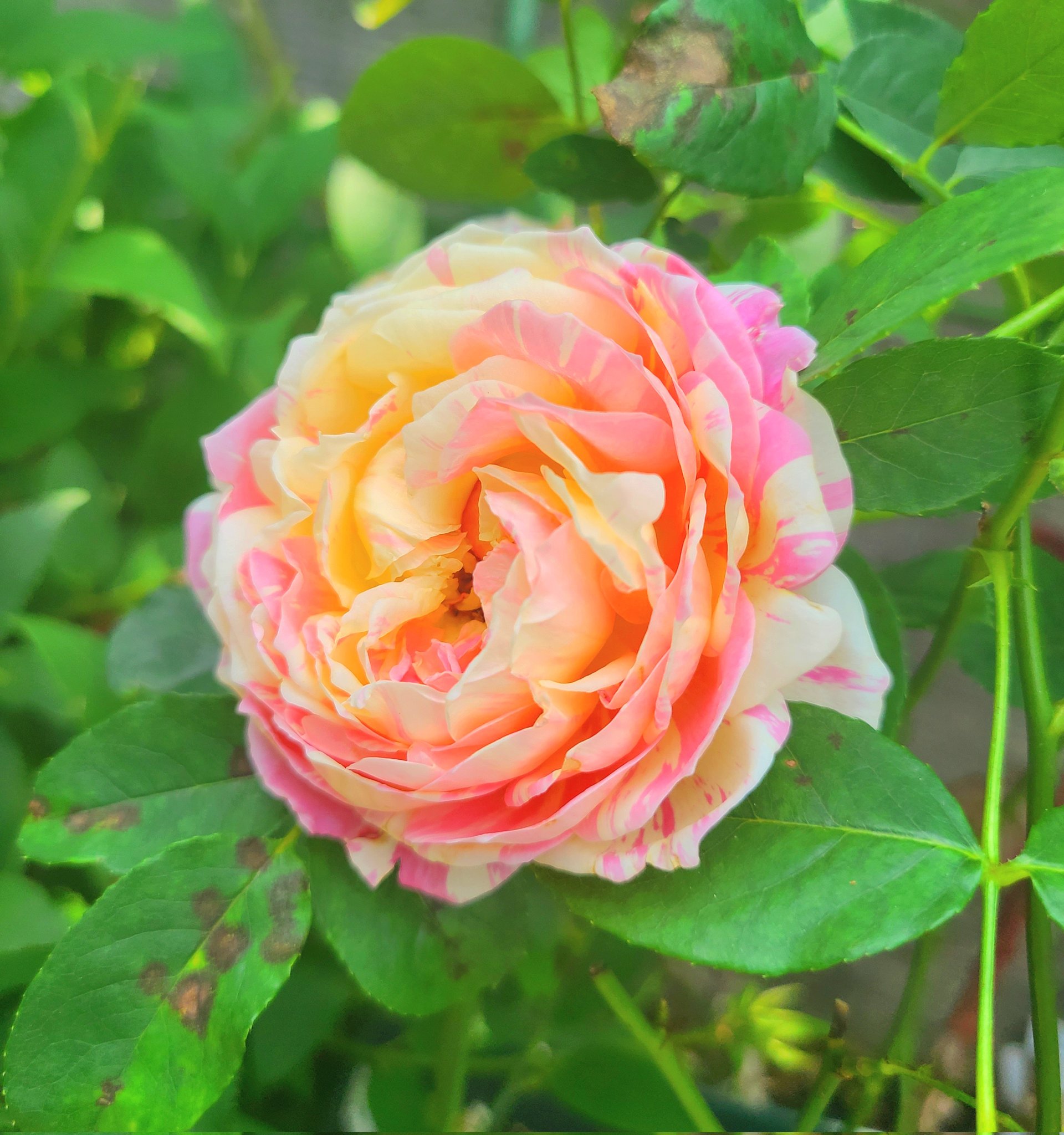 樋口橘 シャンピニオンの魔女 マンガparkで連載中 4巻発売中 おはよございます お花どうぞ 庭の 薔薇ポール セザンヌです 昨日はロサオリエンティス以外の バラ苗も届いて植え替えしてました ポール セザンヌと同じデルバール社の ソフィー