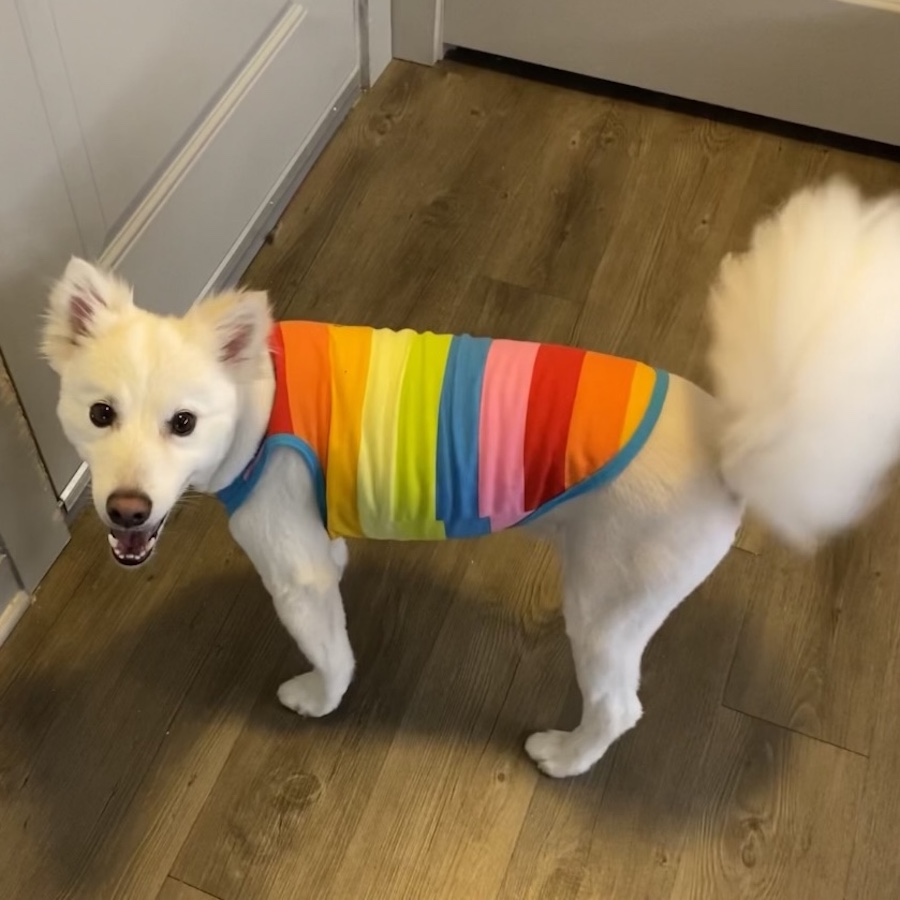 aromagregory's tweet photo. Snowy visited us yesterday. Snowy is 10 outta 10! Thank you for coming over, Snowy!

Thank you, Nikki, for the picture!

#HappyDogs #DogsInShops #DogsShopping #Eskies #CompanionAnimals #SpreadJoy #TenOuttaTen #Puppers #Doggos https://t.co/XKn0ieyAWs