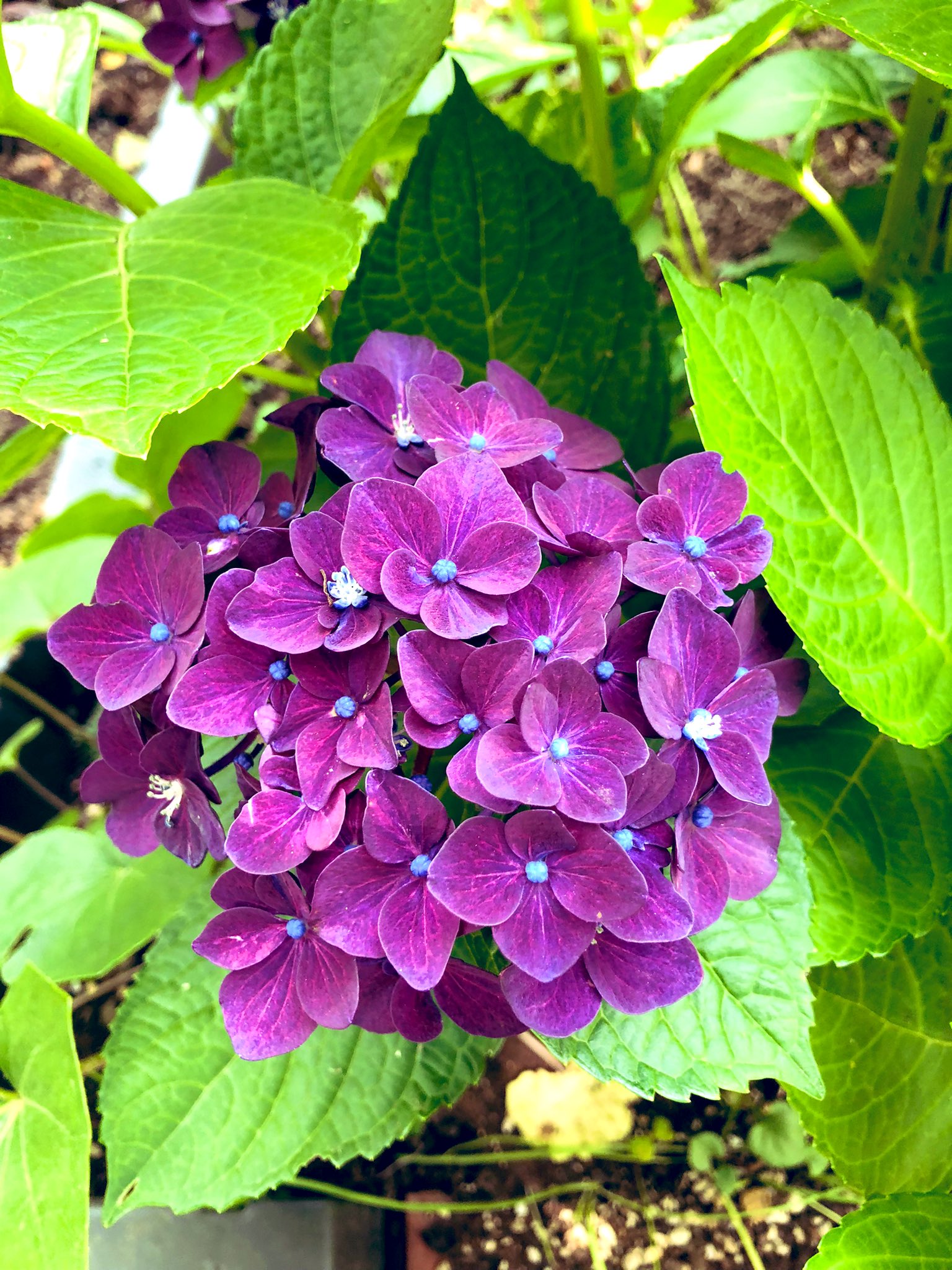 تويتر まっさん のだめ好き على تويتر おはようございます 昨日は梅雨の合間の晴天でゆっくり散歩しました 前回紫式部の 花の続きで紫の紫陽花 ２０２４年の大河で紫式部が決まり凄く楽しみ 紫の紫陽花の花言葉 神秘的 冷淡 無常 浮気 知的 皆様は