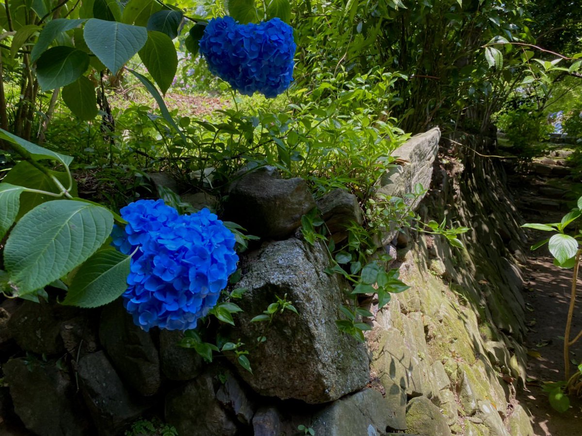 AZON_rec's tweet photo. 昨年より遅いか？ https://t.co/YEFdmIB6D3