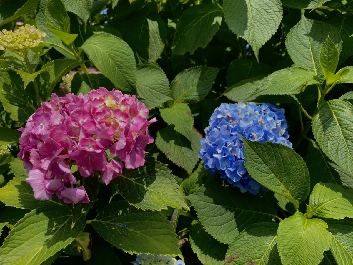 AZON_rec's tweet photo. 昨年より遅いか？ https://t.co/YEFdmIB6D3
