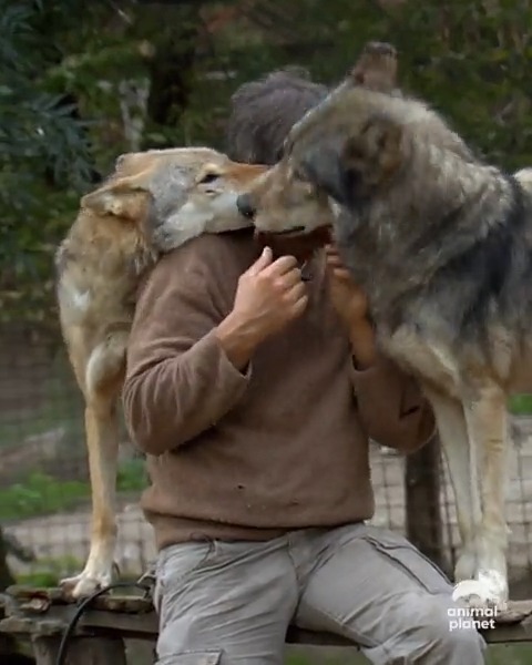 Animal Planet on Twitter: Animal Planet on Twitter: