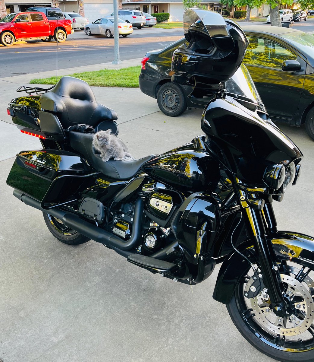 LoneWolvesBiker's tweet photo. Wolfgang on Kaos
#harleydavidson #Harleydavidsonultralimited
#MotorcycleCat https://t.co/Zvpy0ohmHn