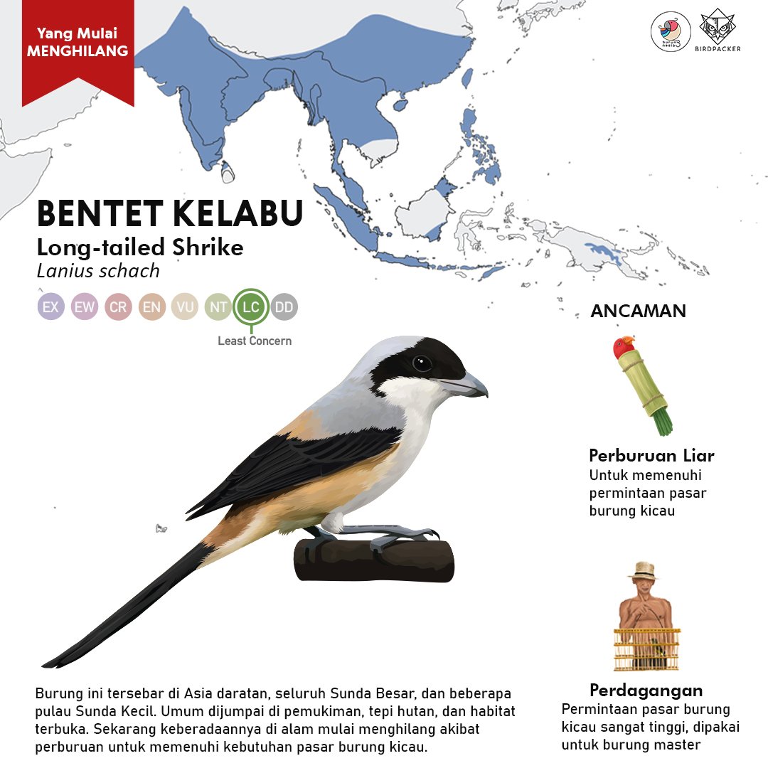 burungnesia's tweet photo. ❗Seri yang Mulai Menghilang❗

Bentet kelabu/Long-tailed Shrike (Lanius schach). Burung yg dulu sangat umum, bermanfaat bagi alam &amp; manusia tapi skg mulai hilang akibat perburuan untuk burung peliharaan &amp; kompetisi.

Ilustrasi oleh: Anthon A. &amp; @Millenialuna18 

#burungnesia https://t.co/HFO8xRSHfQ