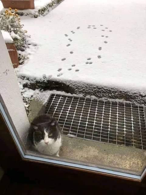 DontShowYourCat tweet picture