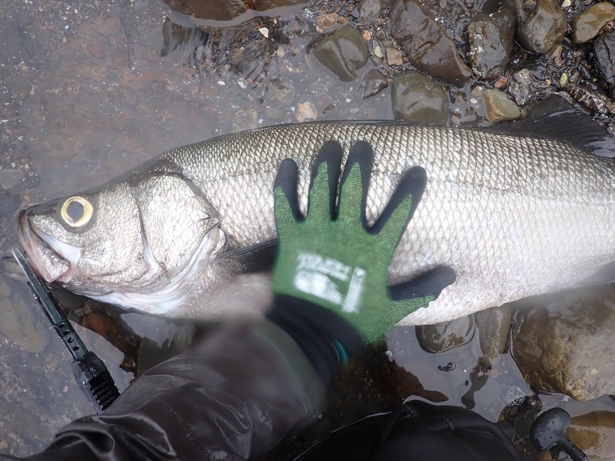 Anglers_High_sy's tweet photo. サイズ感狂うヤツ出た。 https://t.co/EvrtpiDhay